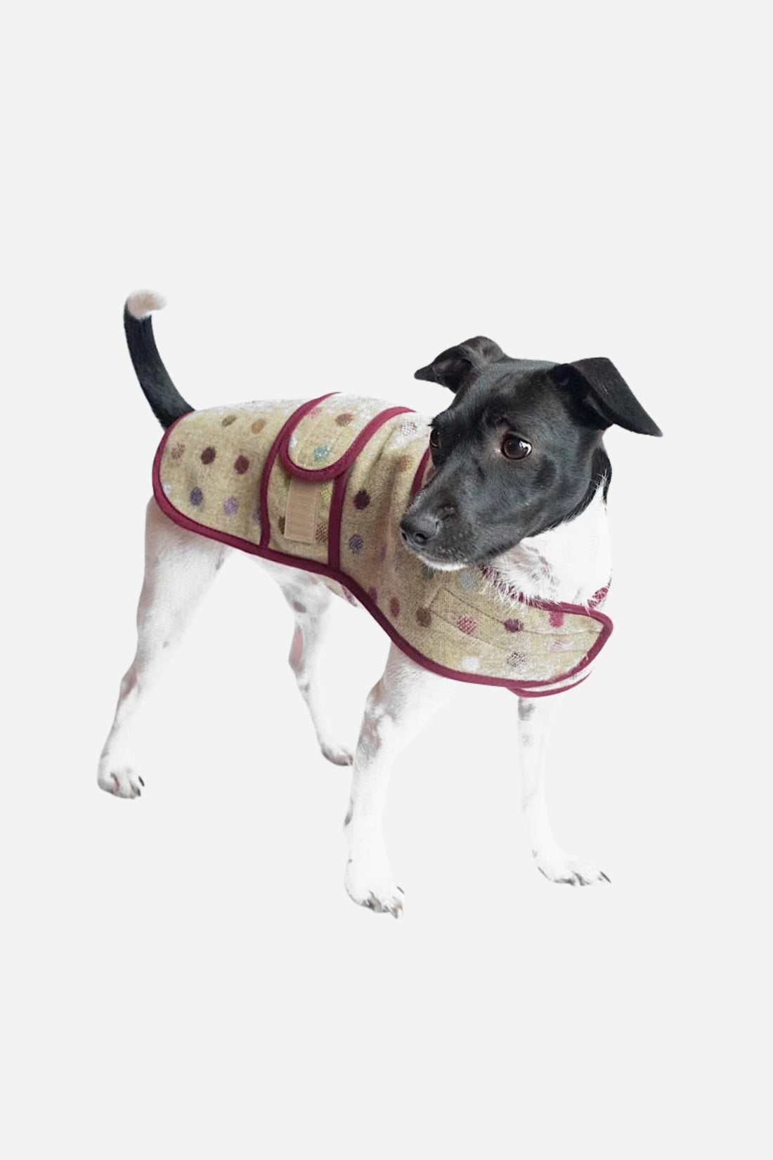 Lime Jasper Dog Coat