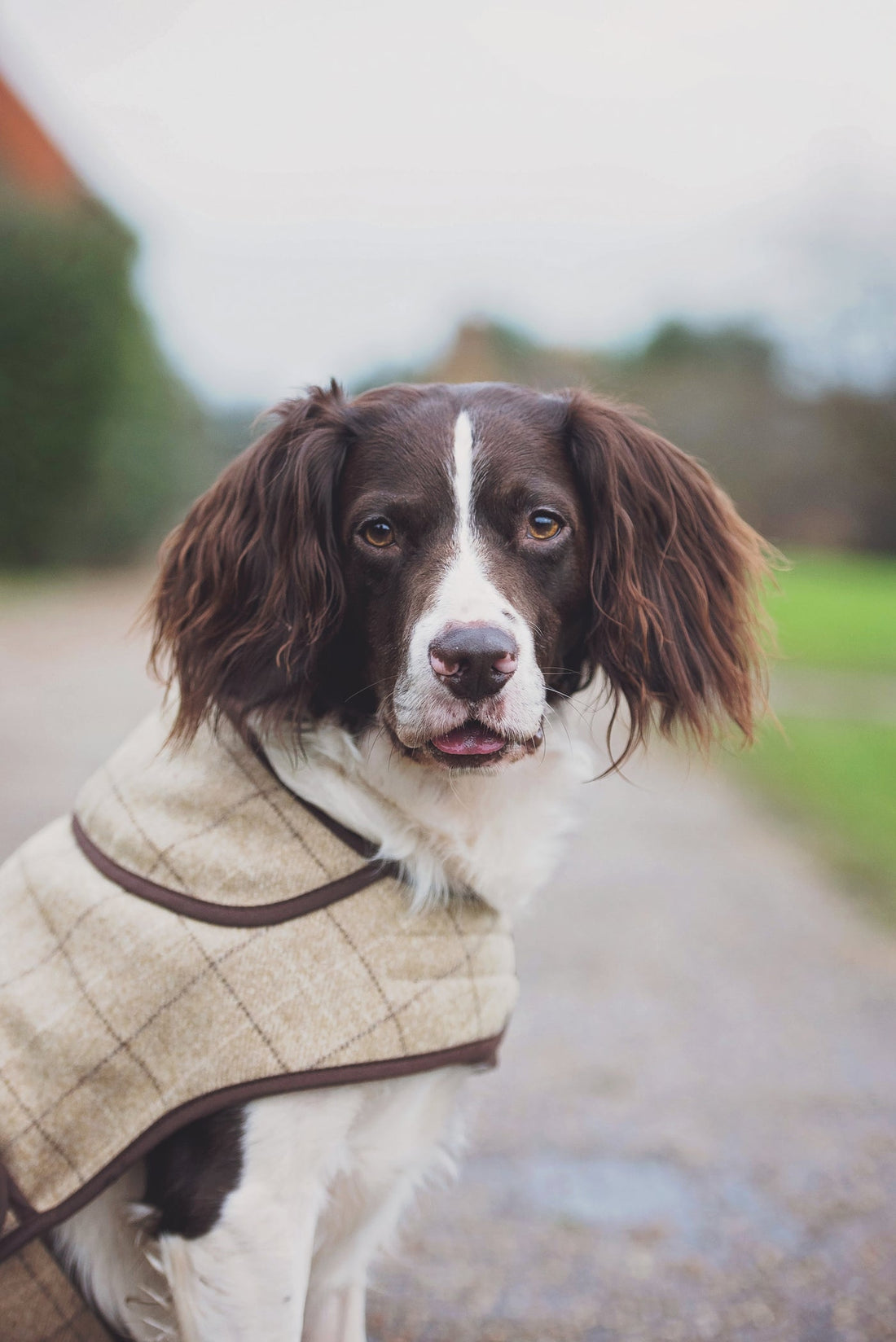 Oatmeal Jasper Dog Coat